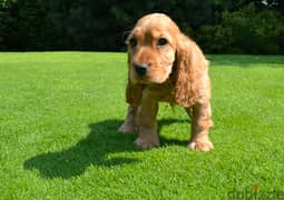 Whatsapp me +4917629216066 cute English spaniel cocker puppy