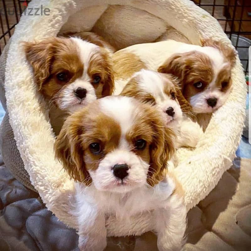 The Cavalier King Charles Spaniel 2