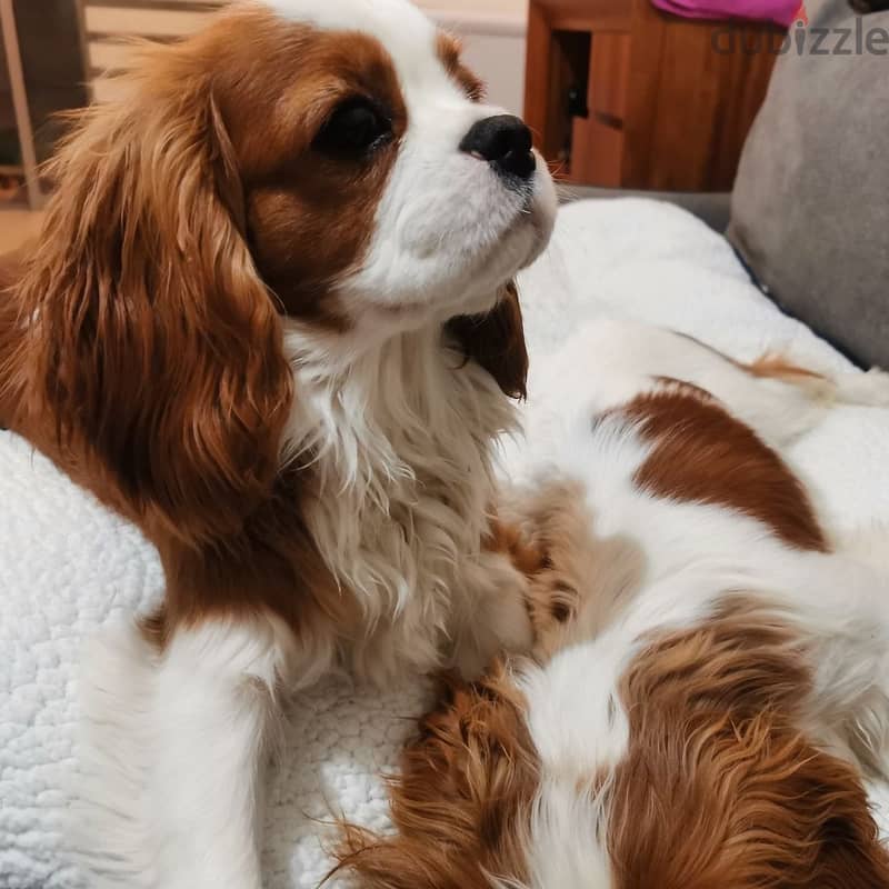 The Cavalier King Charles Spaniel 3