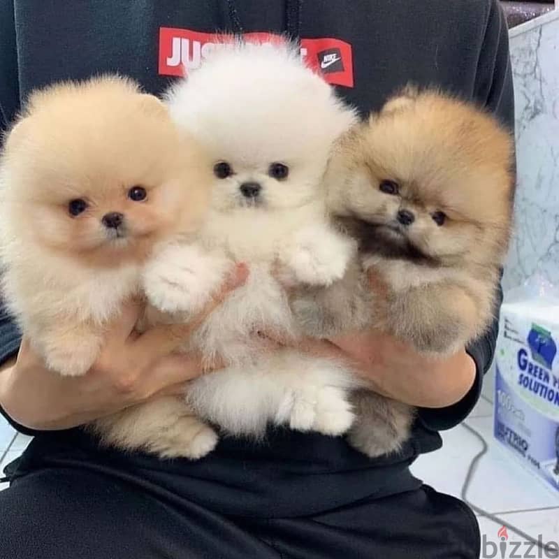 Pome_ranian Puppies 0