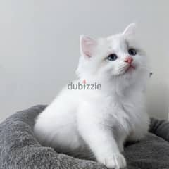Purebreed Ragdoll Kitten