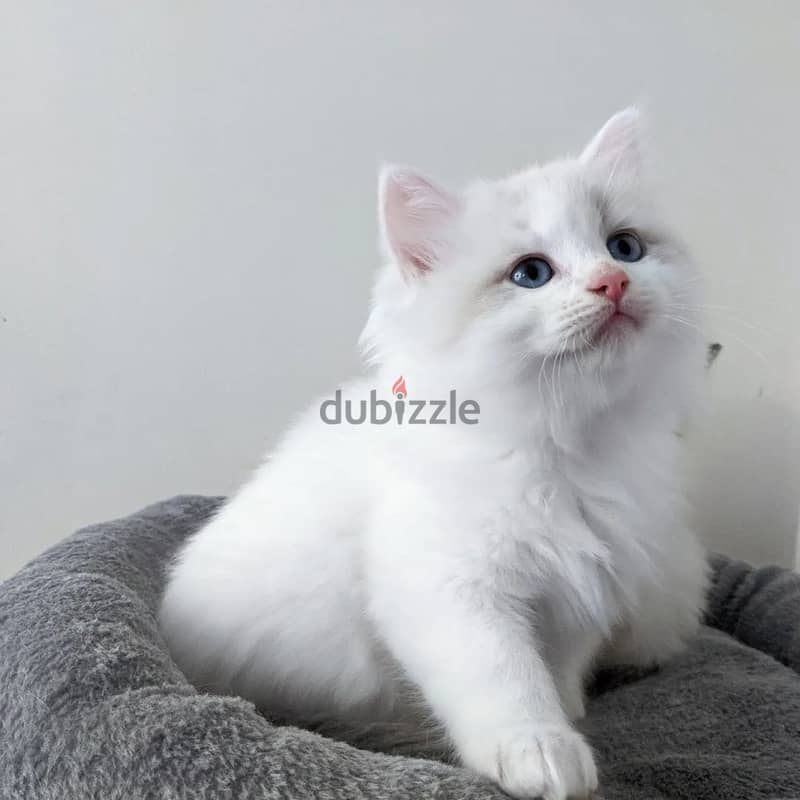 Purebreed Ragdoll Kitten 0