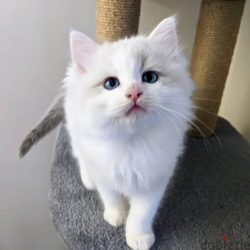 Purebreed Ragdoll Kitten 1