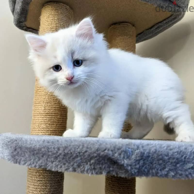 Purebreed Ragdoll Kitten 3