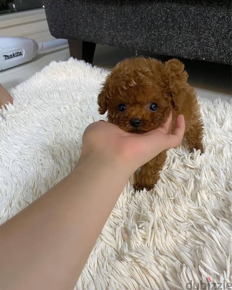 Mini toy Poodle 0