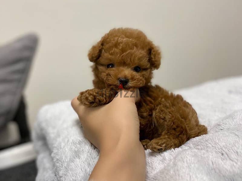 Mini toy Poodle 1