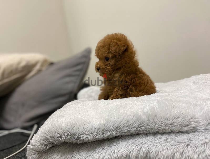 Mini toy Poodle 2