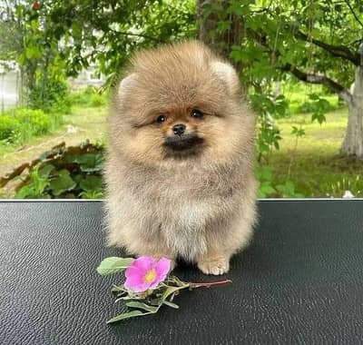 Cream male Poms puppy . WHATSAPP ME  +1(484)718‑9164‬