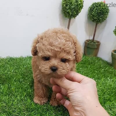 Trained PooDle puppy . WHATSAPP ME  +1(484)718‑9164‬