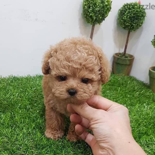 Trained PooDle puppy . WHATSAPP ME  +1(484)718‑9164‬ 0