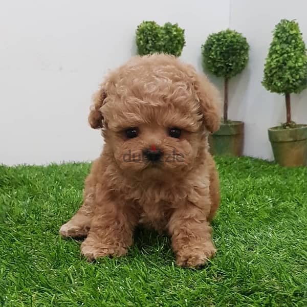 Trained PooDle puppy . WHATSAPP ME  +1(484)718‑9164‬ 1