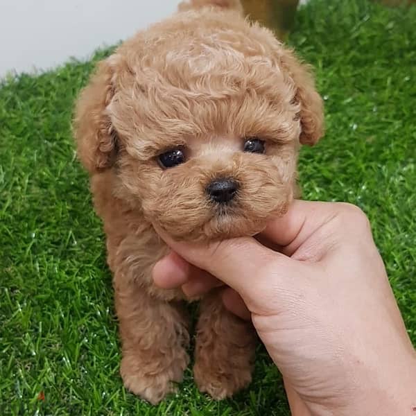 Trained PooDle puppy . WHATSAPP ME  +1(484)718‑9164‬ 2