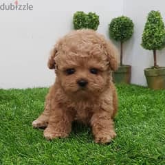 Female PooDle puppy. . WHATSAPP :‪ +1 (909)315‑3853‬