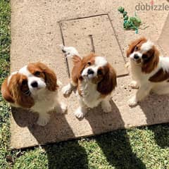 Cavalier King Charles Spaniel puppies