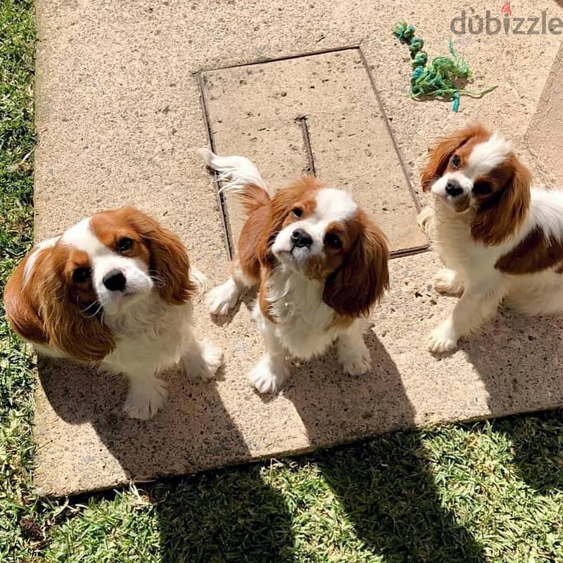 Cavalier King Charles Spaniel puppies 0