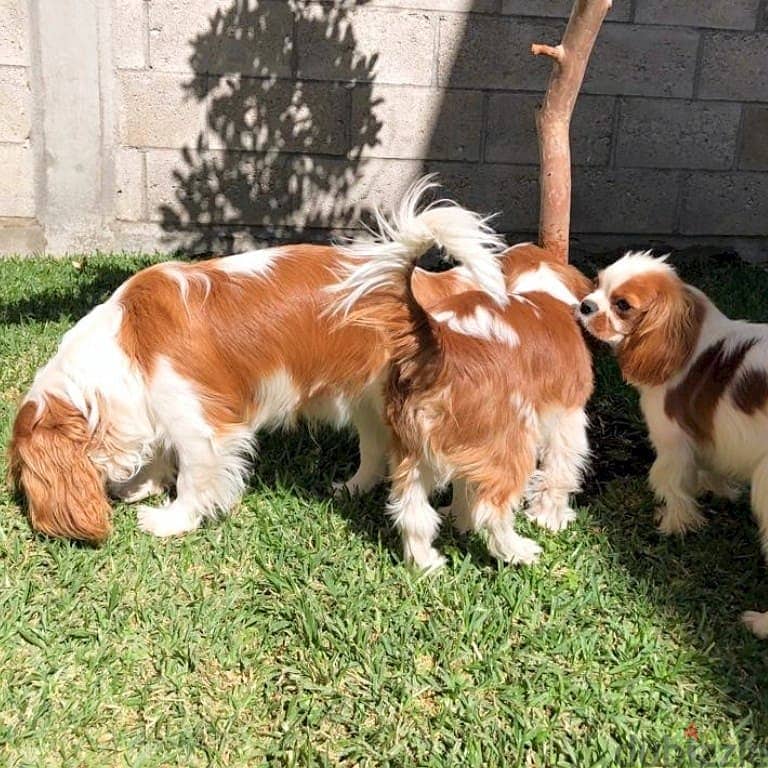 Cavalier King Charles Spaniel puppies 1