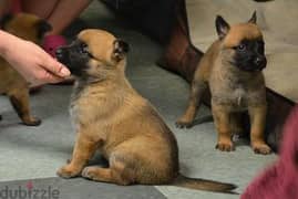 Whatsapp Me (+966 58392 1348) Belgian Malinois Puppies