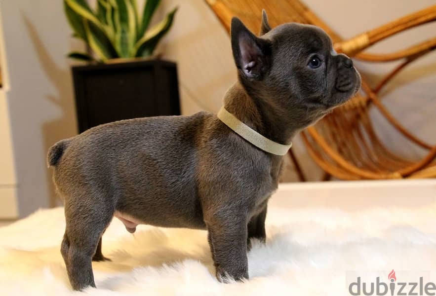 French Bulldog Puppies 2