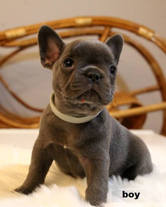 French Bulldog Puppies 3