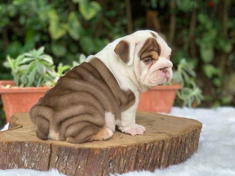 English Bulldog Puppies 0