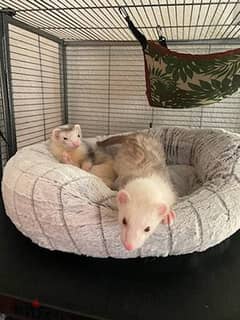 Pretty ferrets for adoption