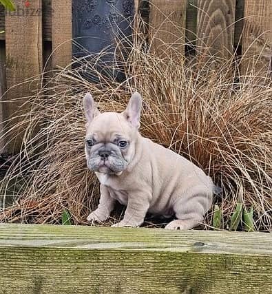 Whatsapp Me +972555074990 French Bulldog Puppies 0