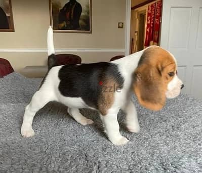 Whatsapp Me +966583921348 Beagle Puppies