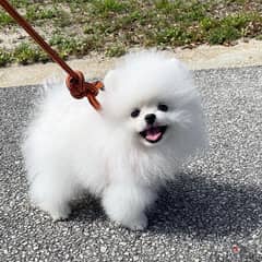 Pomeranian Puppies// whatsapp +971552543679