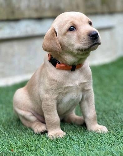 Whatsapp Me +972555074990 Labrador Puppies