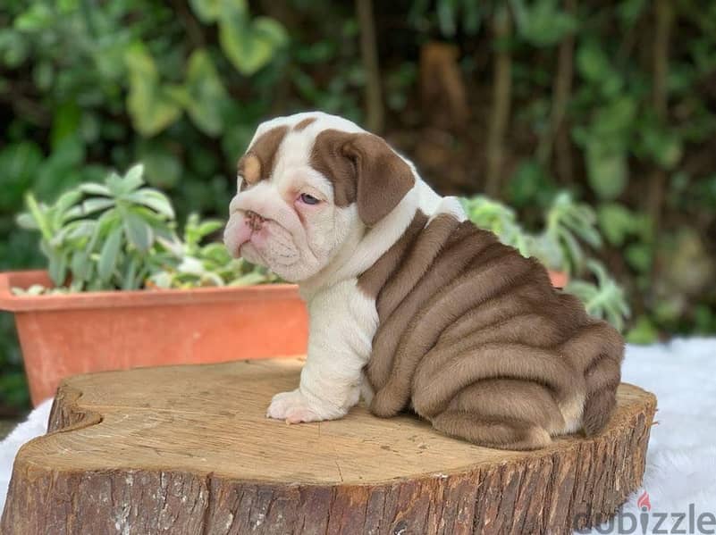 English Bulldog Puppies 0