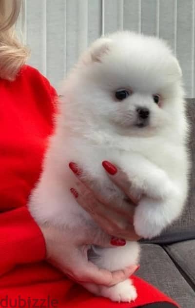 Pome-ranian Puppies