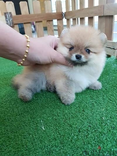 Male Poms puppy