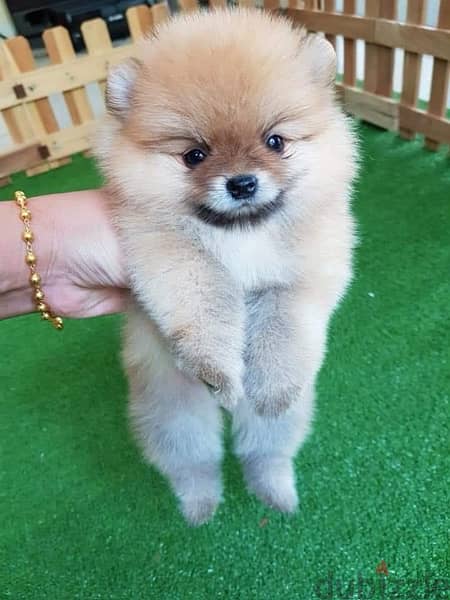 Male Poms puppy 1