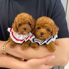 Pair of  Poodle puppy’s