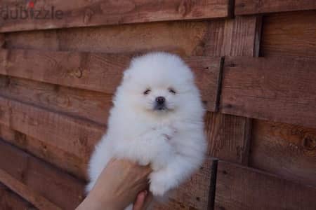 Female Poms puppy