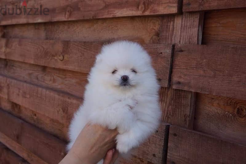 Female Poms puppy 0