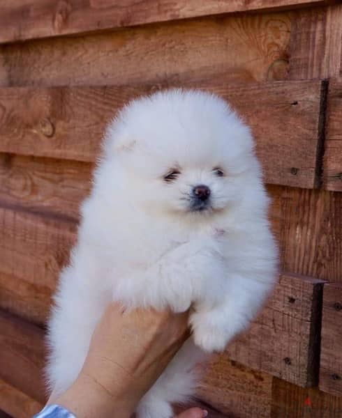 Female Poms puppy 1