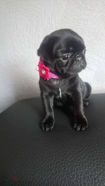 Black pug puppy