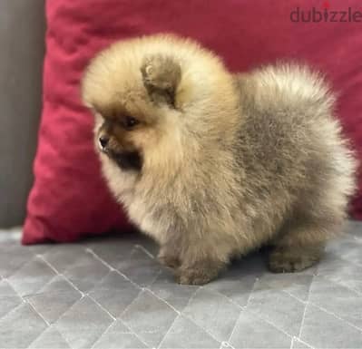 Male Poms puppy