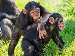 Whatsapp Me (+966 58392 1348) Chimpanzee Baby