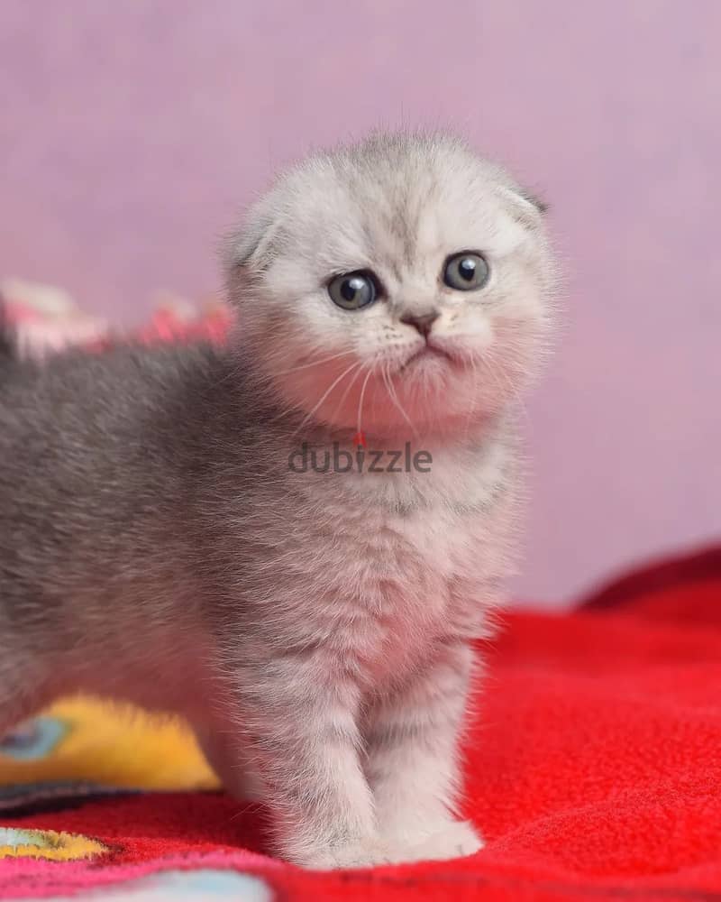 Scottish Fold Kitten 0