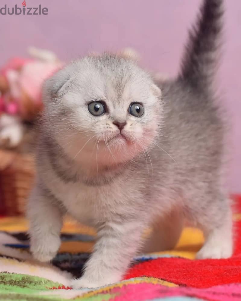 Scottish Fold Kitten 1