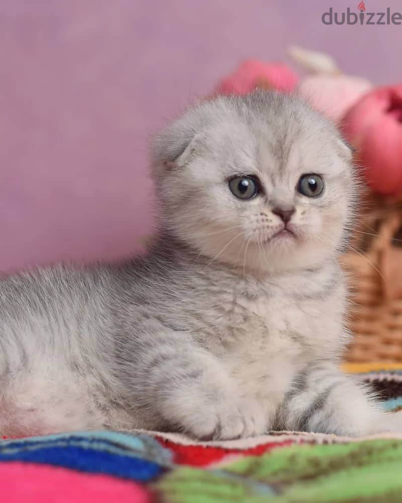 Scottish Fold Kitten 2