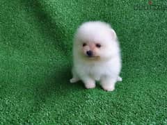 White Poms puppy