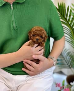 Purebred PooDle  puppy