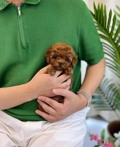 Purebred PooDle  puppy. . WhatsApp me +14847189164‬