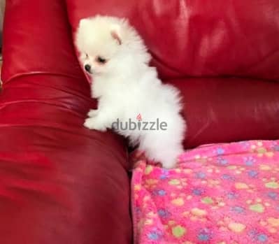 White Poms puppy