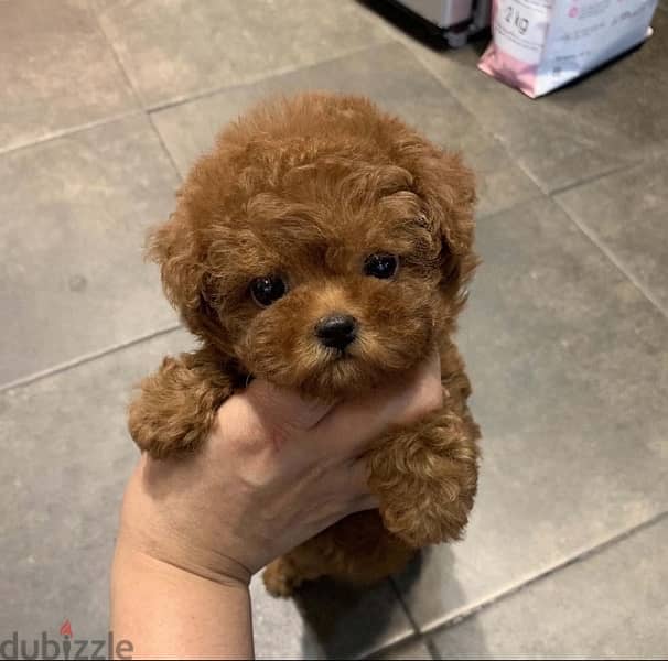 PooDle puppy for sale 1