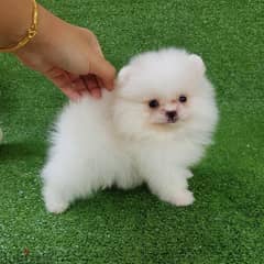 Pomer,anian puppy for sale