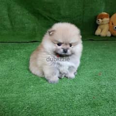 Male Pom puppy for sale 0